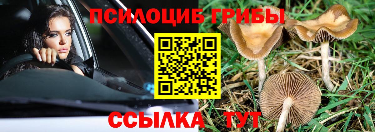 Галлюциногенные грибы Psilocybine cubensis Чапаевск